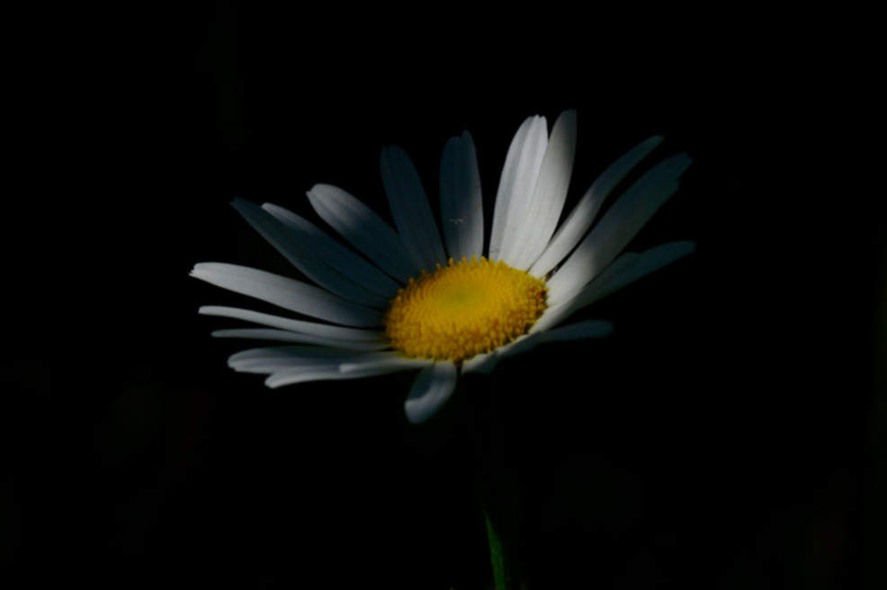 _IMG6544w _IMG6544w